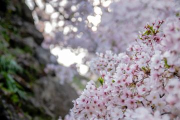 Pink Japanese cherry blossom blooming season under a ending winter