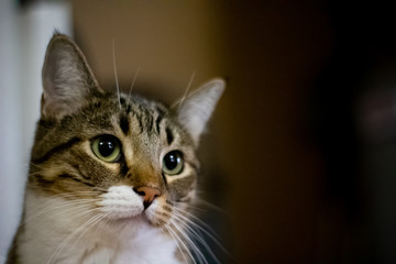 Tabby Cat with Bokeh