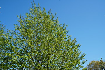 Obraz premium 新緑