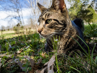 Tabby Cat Outdoors