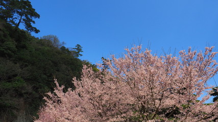 栗林公園の桜３