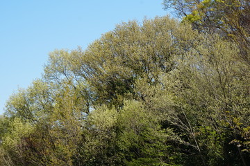 Fototapeta premium 新緑