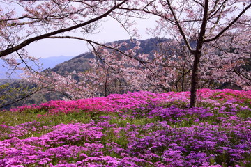 Fototapeta premium 山の上の芝桜と桜