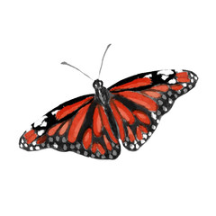 watercolor illustration of  a monarch butterfly
