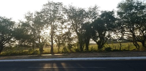 Arboles