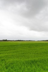 Obraz premium Rice Field