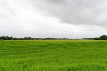 Obraz na płótnie Canvas Rice Field