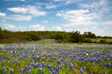 Bluebonnets in Texas Hill Country