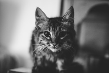 Chat
