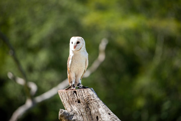 Beautiful Barn Owl