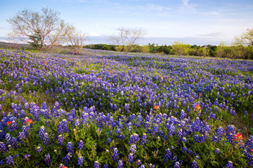 Fototapeta premium Bluebonnets in Texas Hill Country