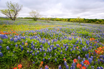 Bluebonnets Near Ennis, Texas
