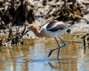 Avocet
