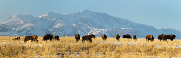 Bison Panorama with Mountain background