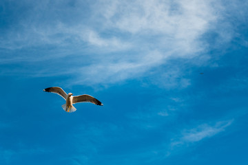 seagull flying in the sky