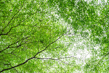 Fototapeta na wymiar Above view of green leaves tree branch with sky in spring season