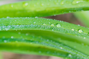 Macro closeup of water droplets on leaves.