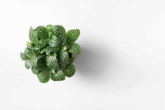 Top view plant in pot isolated on white desk background