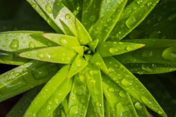 Macro closeup of water droplets on leaves.