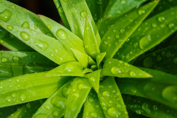 Fototapeta na wymiar Macro closeup of water droplets on leaves.