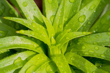 Plakat Macro closeup of water droplets on leaves.