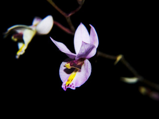 Primer plano de la flor de una orquídea (Barkeria)