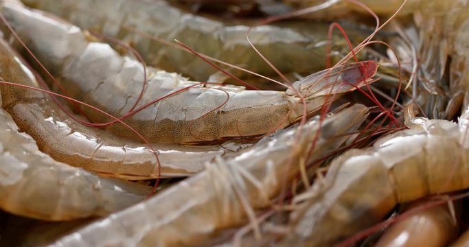 Raw fresh shrimp