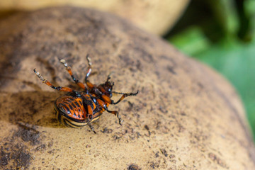 A close up image of the striped Colorado potato beetle that crawls on potatoes and green leaves and eats them.