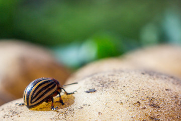 A close up image of the striped Colorado potato beetle that crawls on potatoes and green leaves and eats them.
