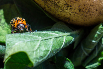 A close up image of the striped Colorado potato beetle that crawls on potatoes and green leaves and eats them.
