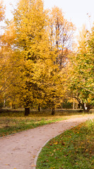 walkway road through the autumn park. seasonal, background