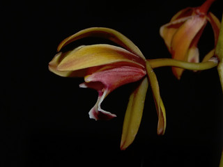 Vista lateral de la flor de una orquídea (Cymbidium)