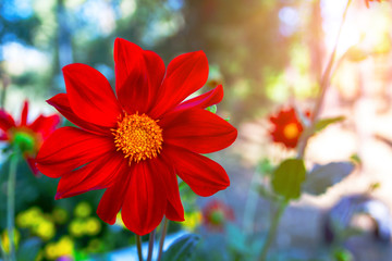 Red summer flower close-up in natural conditions