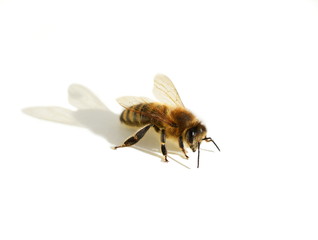 European honey bee Apis mellifera isolated on white background