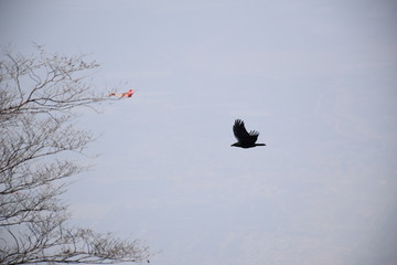Flying crow, side view