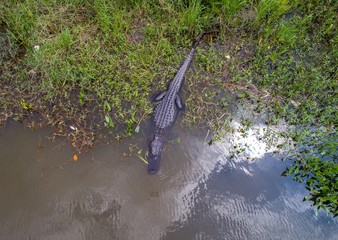 Adult American Alligator in Daphne, Alabama 