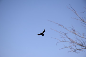 Flying crow, front low view