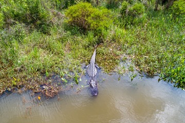 Adult American Alligator in Daphne, Alabama 