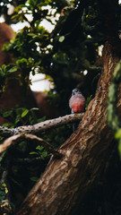 robin bird sitting on a tree branch at a beatiful nature preserve during the daytime