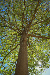 green leaf branchs of big tree in nature