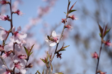 Bee eating cherry nectar, upside down