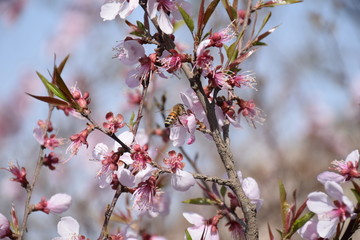 Bee eating cherry nectar, side view