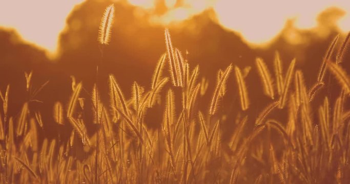 Wild field of grass on sunset,Field of grass during sunset,Sunset background for graphic work 