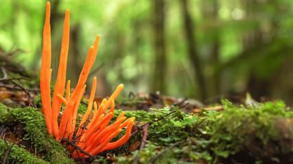 orange fungi growing in tarkine rainforest  in tasmania, australia - obrazy, fototapety, plakaty