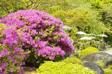 當麻の里ツツジ咲く春