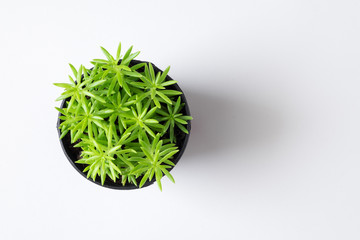 Top view small tree plant in pot isolated on white desk background