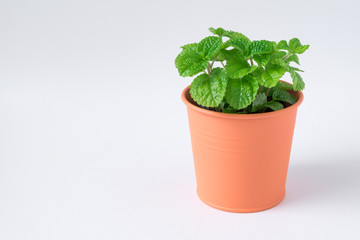 Green leaf mint plant in pot isolated on white desk background