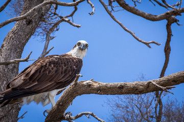 White-Bellied Sea-Eagle (Haliaeetus leucogaster)  in Tree against a clear blue sky