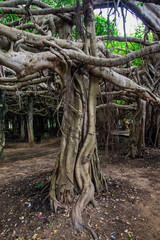 Fototapeta na wymiar Sai Ngam Banyan tree