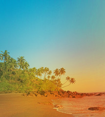 Fototapeta na wymiar silhouette tropical palm tree